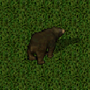 Datei:Black bear.png
