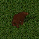 Datei:Brown bear.png