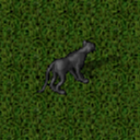Datei:Cougar.png