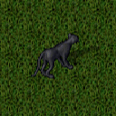 Datei:Snow leopard.png