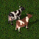Datei:Cow.png