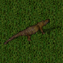 Datei:Alligator.png